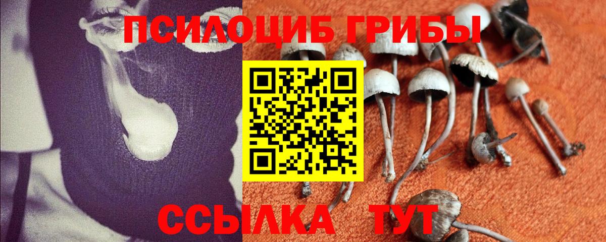 Галлюциногенные грибы Psilocybine cubensis  наркота  Тихвин  Вход с VPN 